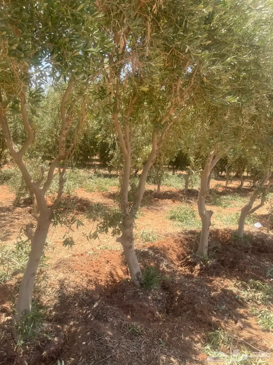 اشجار زيتون 11
