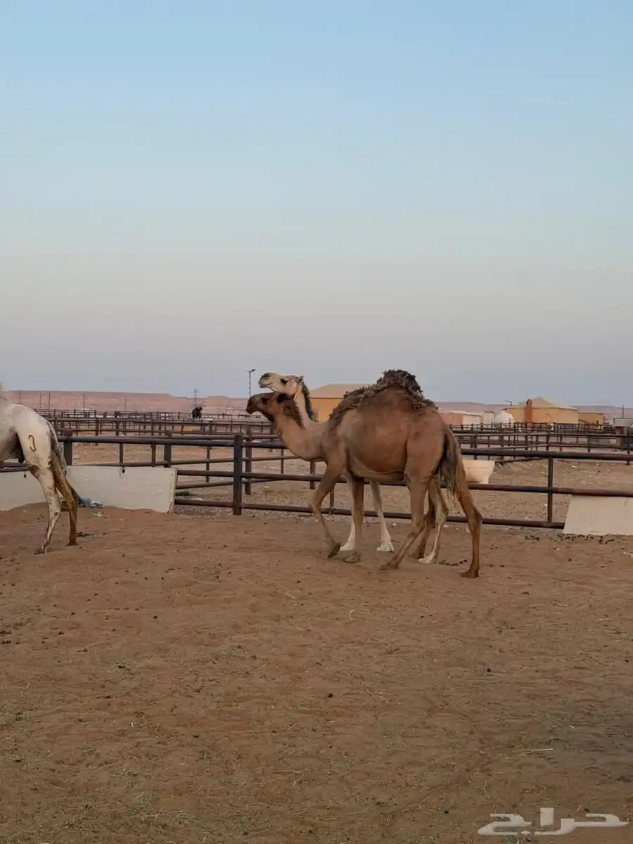 لقحة شعلا عل الشرط وهديه وحليبها ومضروبة من بعير طيب 2