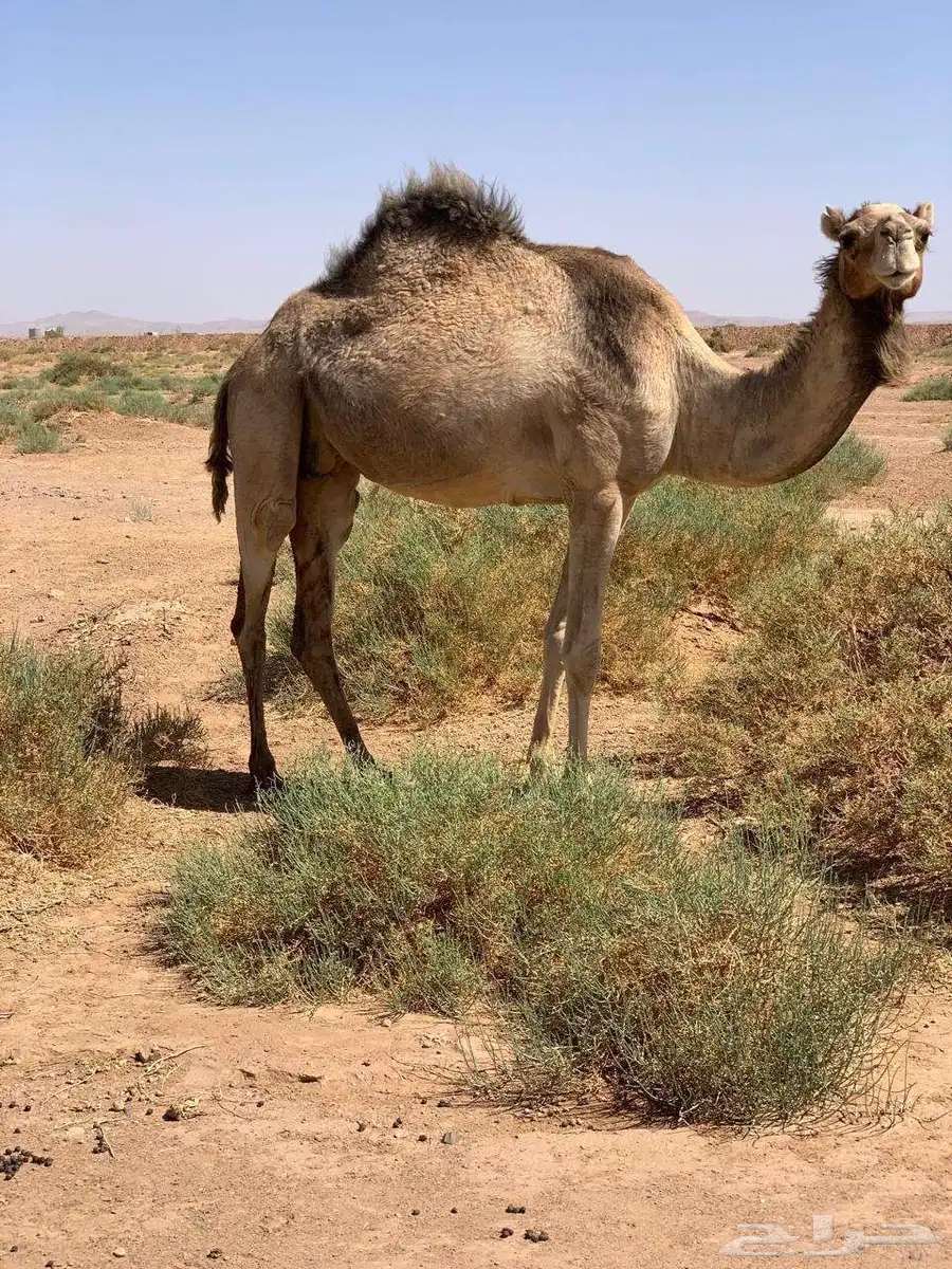 ناقه عمانيه حايل 2