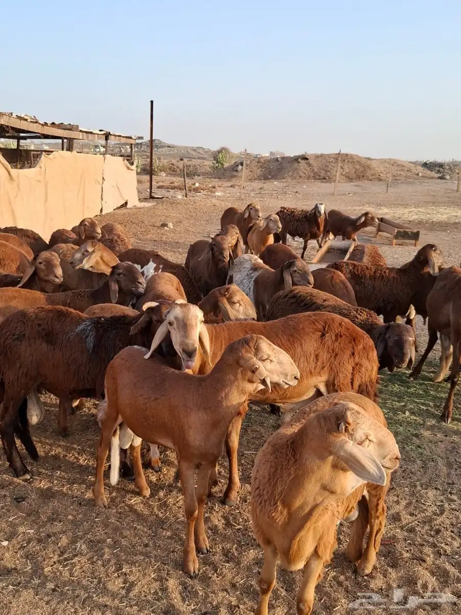 طليان سواكني تربية 0