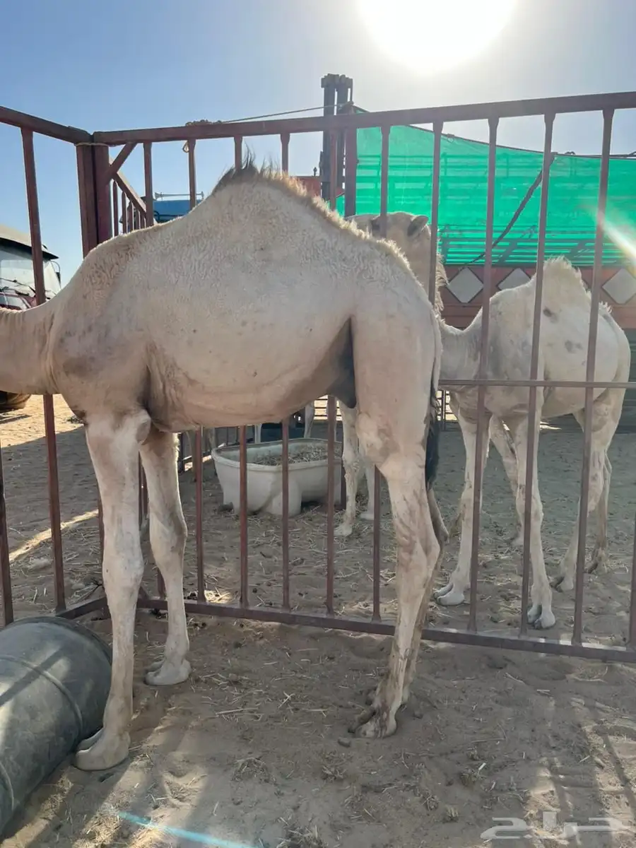 قعدان 3