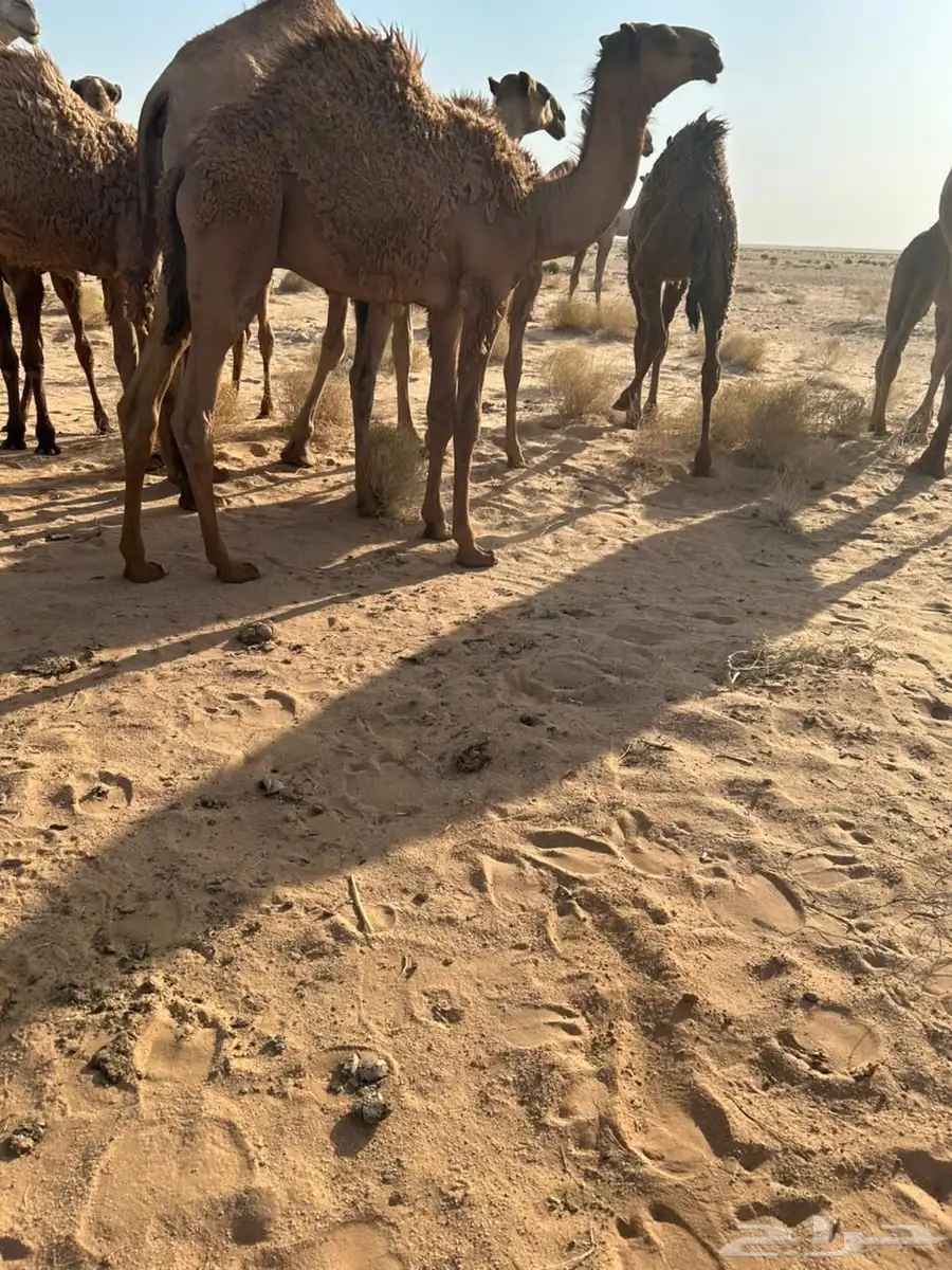 اشعل قعود ساسه دبياني 0