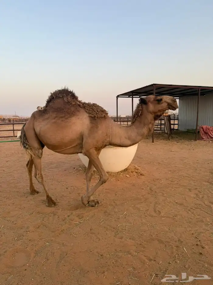 لقحة شعلا عل الشرط وهديه وحليبها ومضروبة من بعير طيب 1