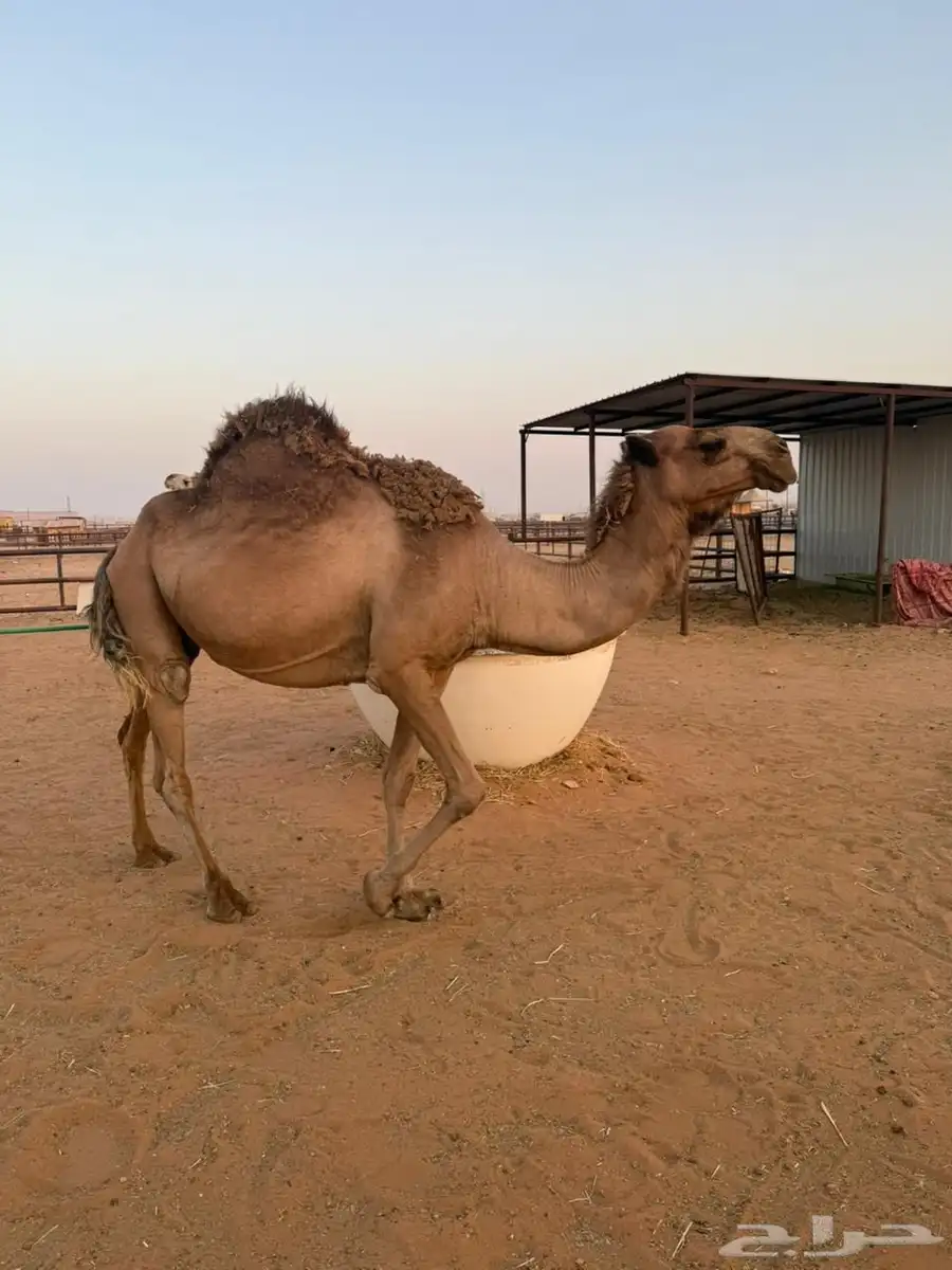 لقحة شعلا عل الشرط وهديه وحليبها ومضروبة من بعير طيب 1