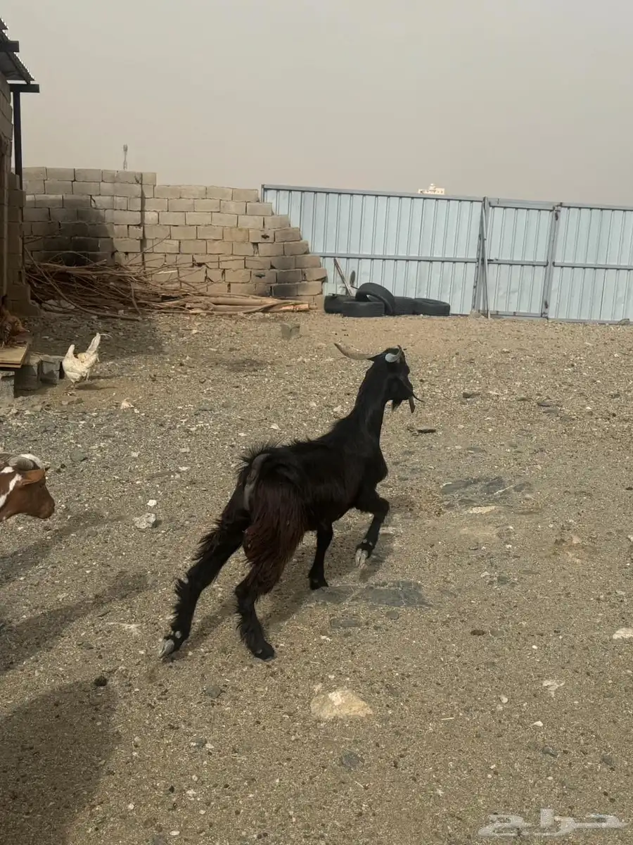البيع تيوس يمنيه جذعان فل شحم أسعار مناسبة 1