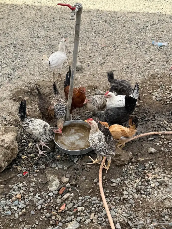 دجاج بلدي 1