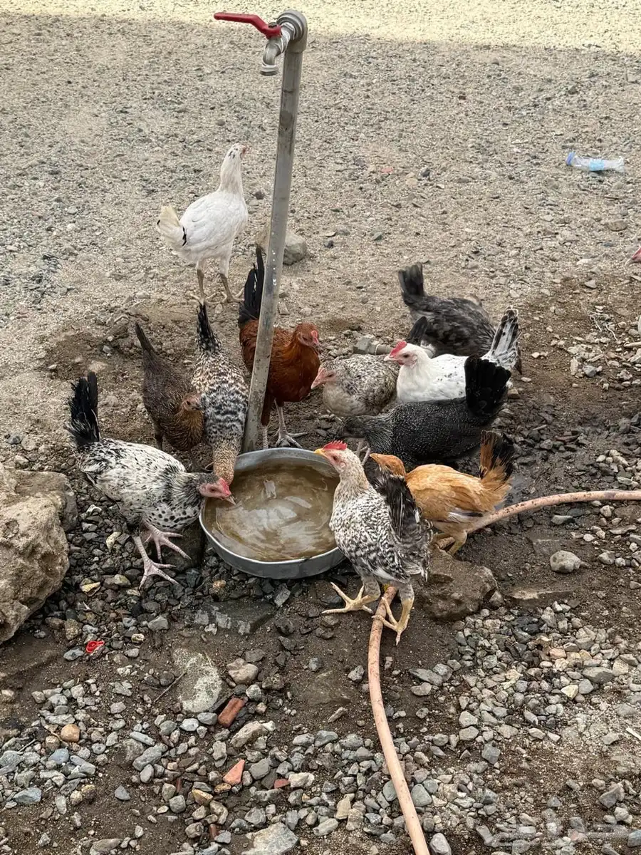 دجاج بلدي 1