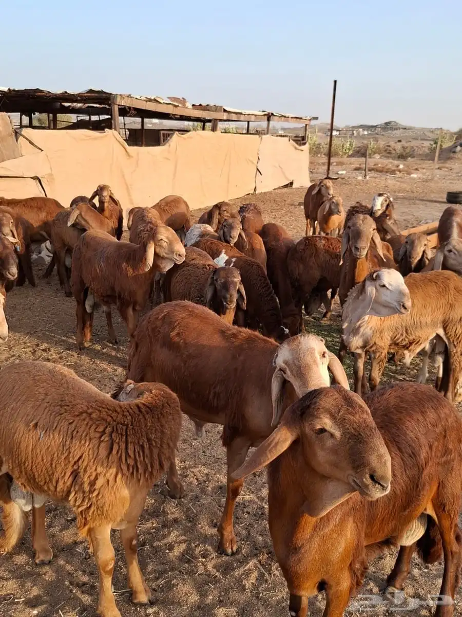 طليان سواكني تربية 2