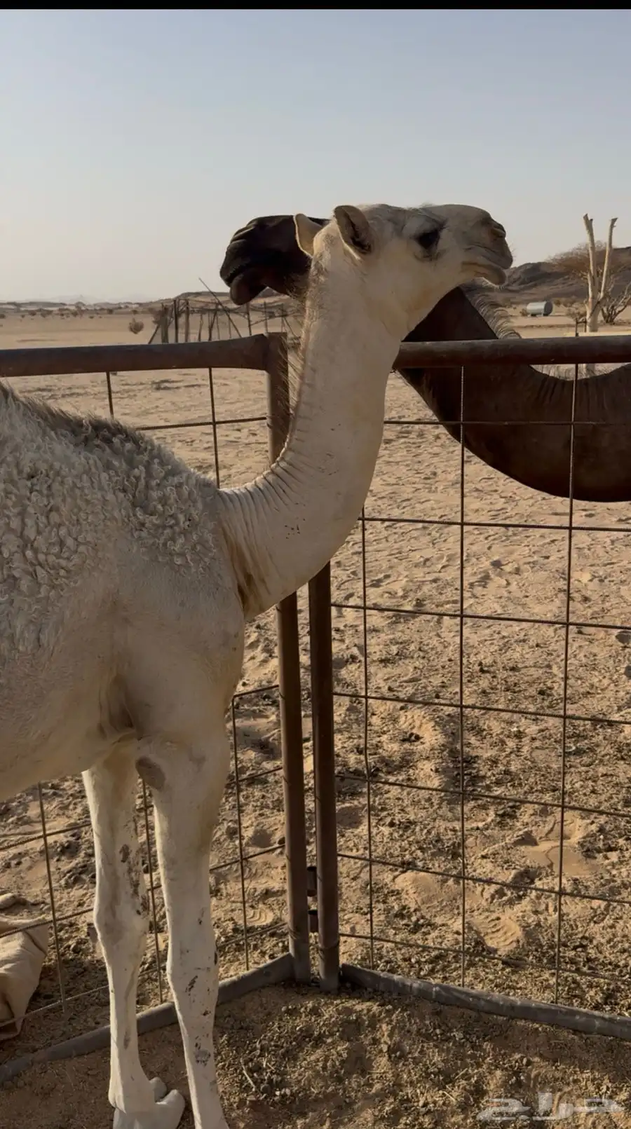 السلام عليكم قعود كفو وساسه أطيب 0