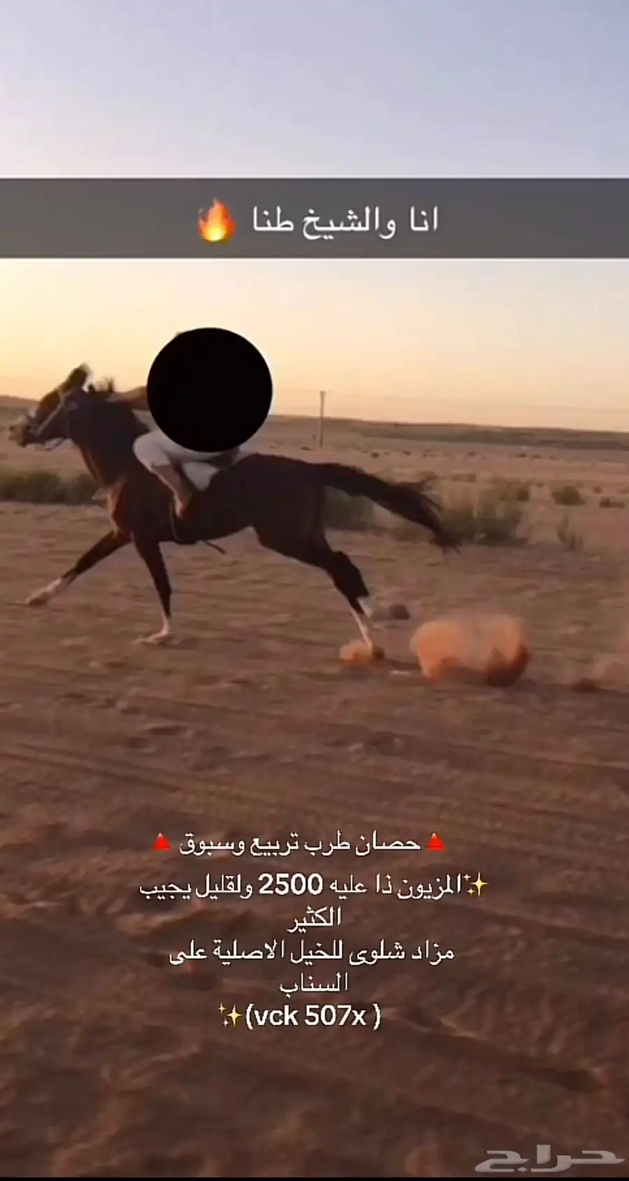 حصان طرب تربيع وسبوق مميز 0