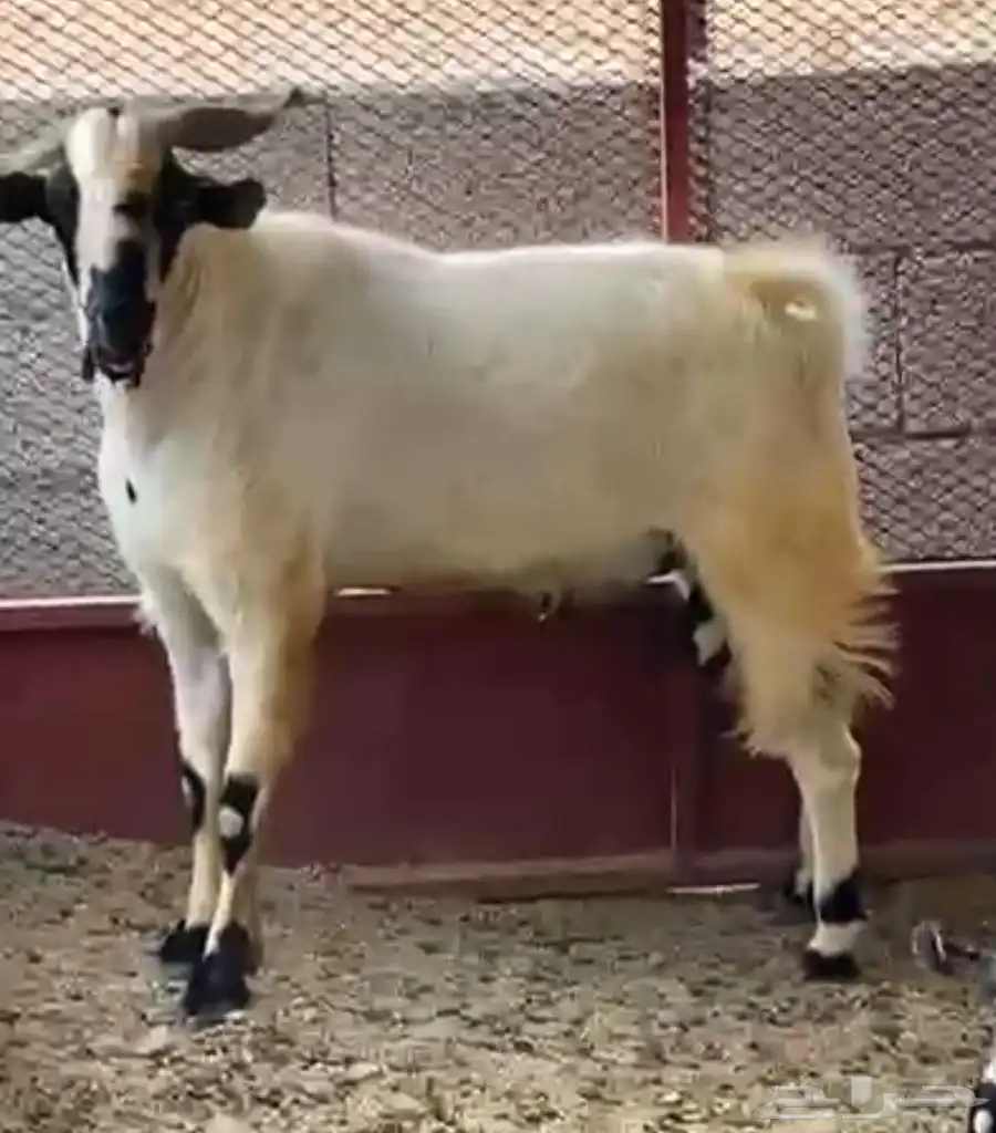 تيس فحل مشروط 1