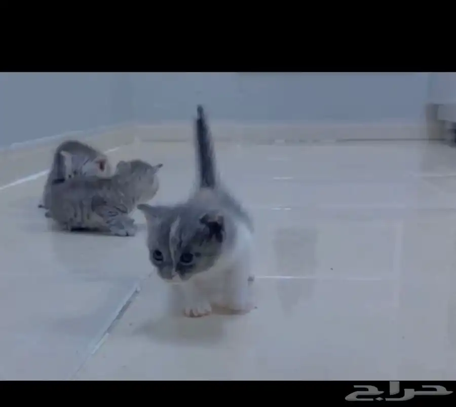 لمن قام بتبني قط صغيرة في شهر 5و6 2024 2