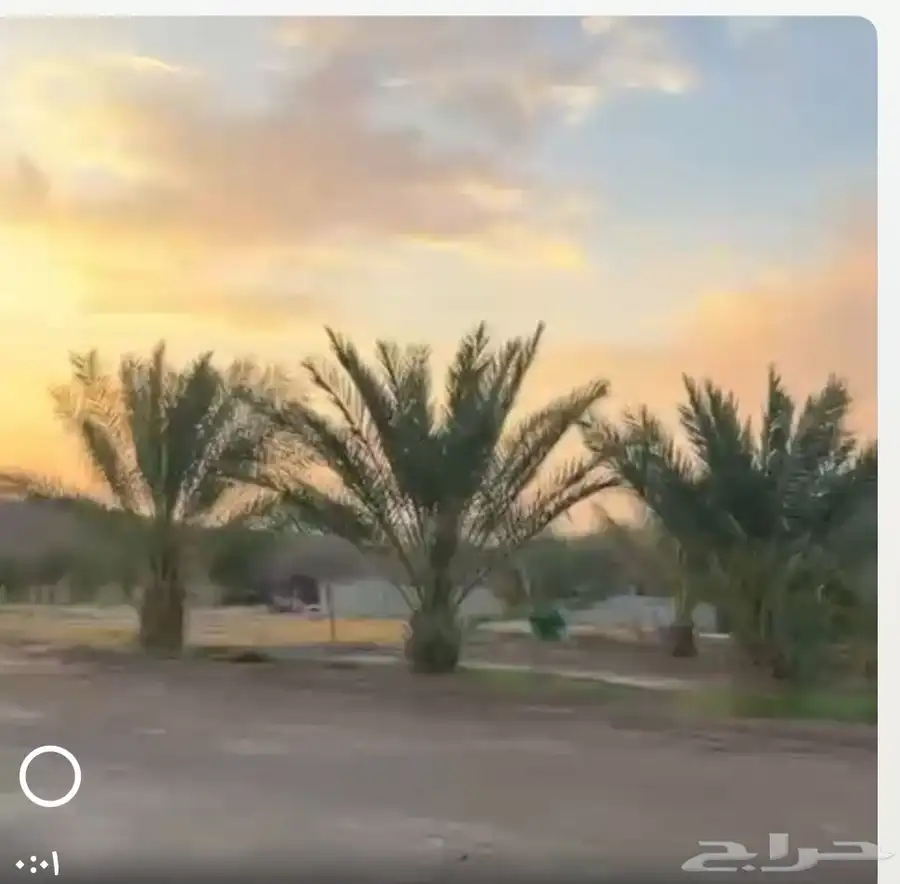 للبيع نخل عجوه كبير ومنتج العدد30 5
