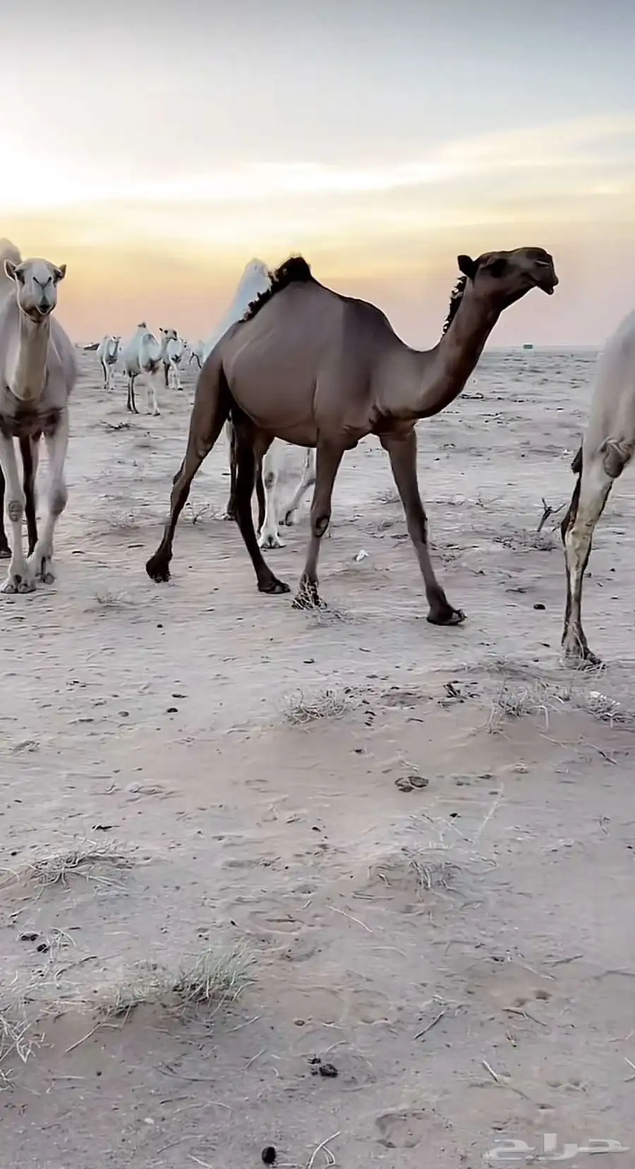 بكره صفراا كفو للبيع 0