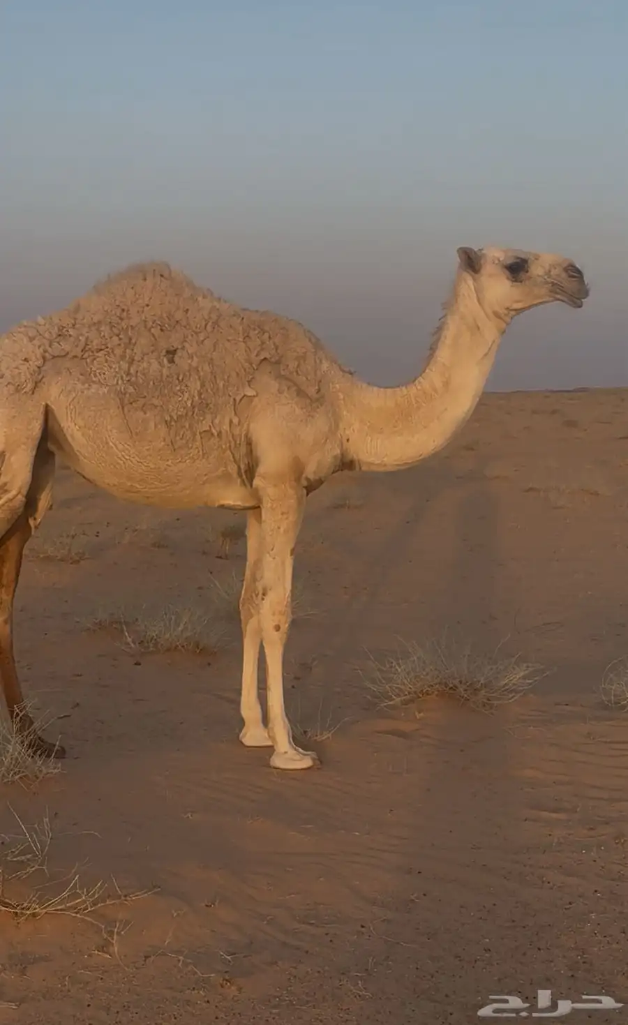 بكره باتليه للبيع 1
