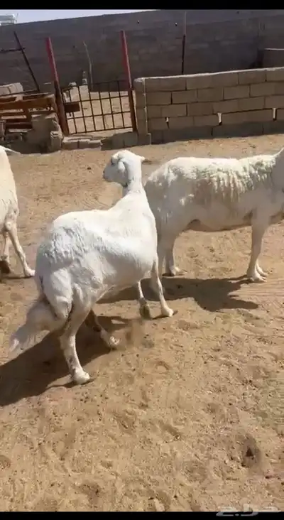 خمس من الضان مشروطة من الامراض مدري حيل او دفيع 0