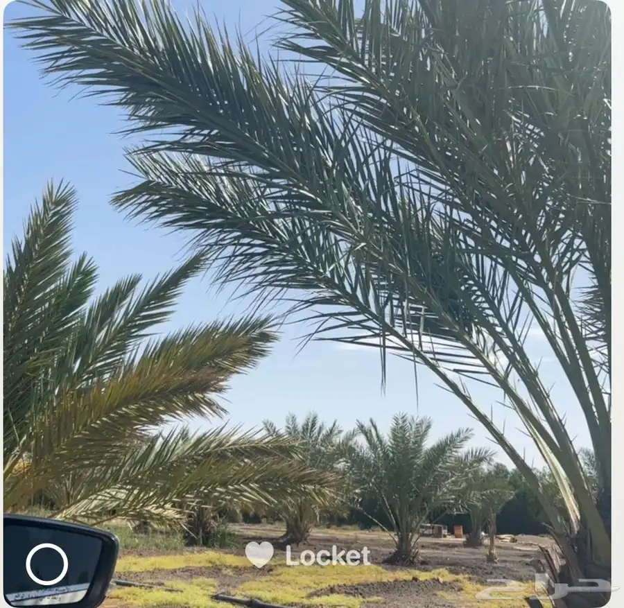 للبيع نخل عجوه كبير ومنتج العدد30 6