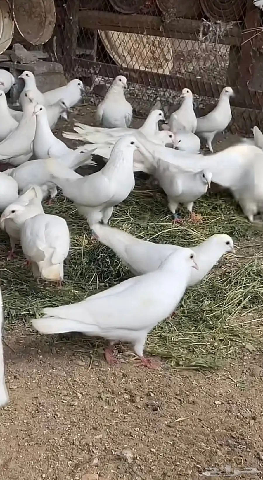 حمام فرنسي وحمام فرنسي سلفر سوبر جميو و سوبر سوبر جميو 4