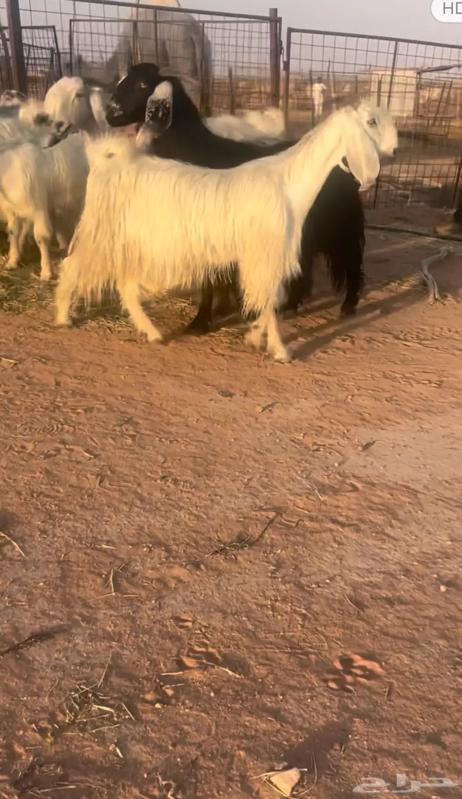 معزاء مشاريك مصري خصم 0