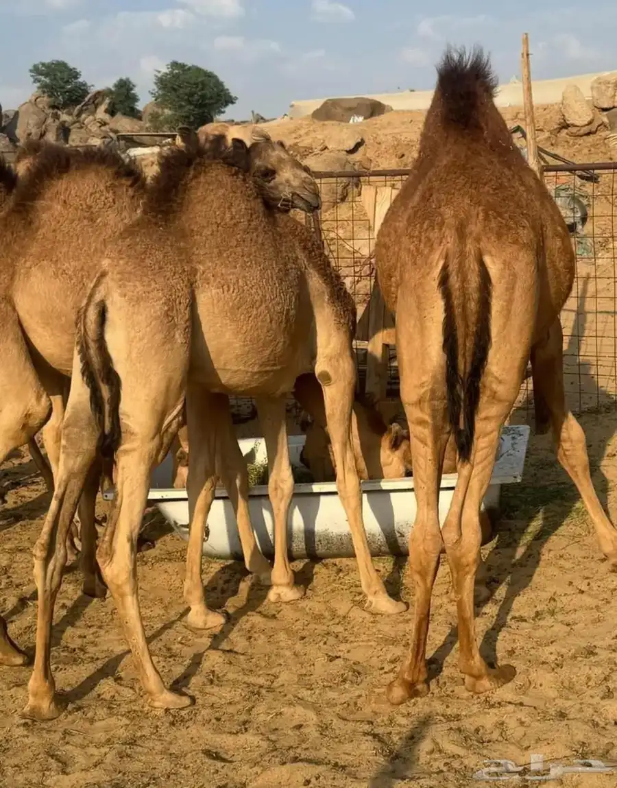 قعدان فل شحم برسيم شعير 4