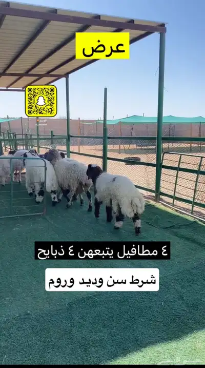 غنم نعيم مطافيل عيالهن ذبايح 2