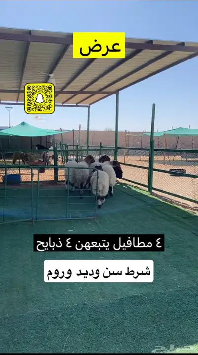 غنم نعيم مطافيل عيالهن ذبايح 1