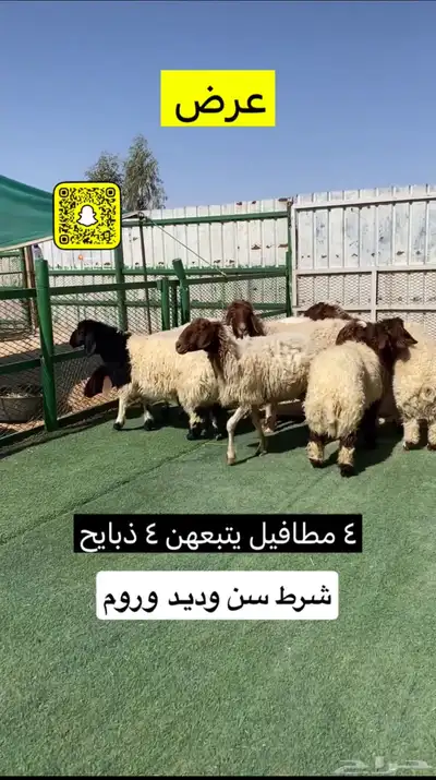 غنم نعيم مطافيل عيالهن ذبايح 3