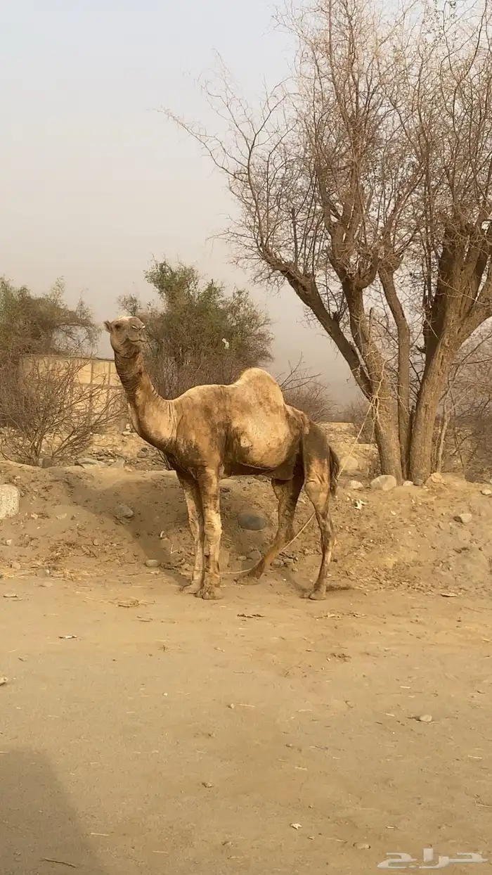 جمل للبيع السن ناب هادي مره 0