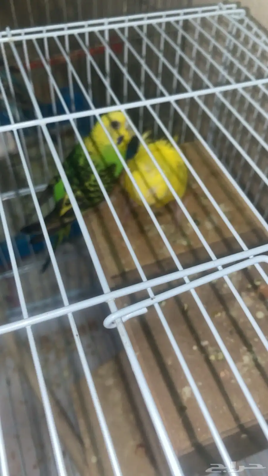 للبيع زوج بداجي مع عياله اثنين اذكر هوقو والانثى هولنديه 2