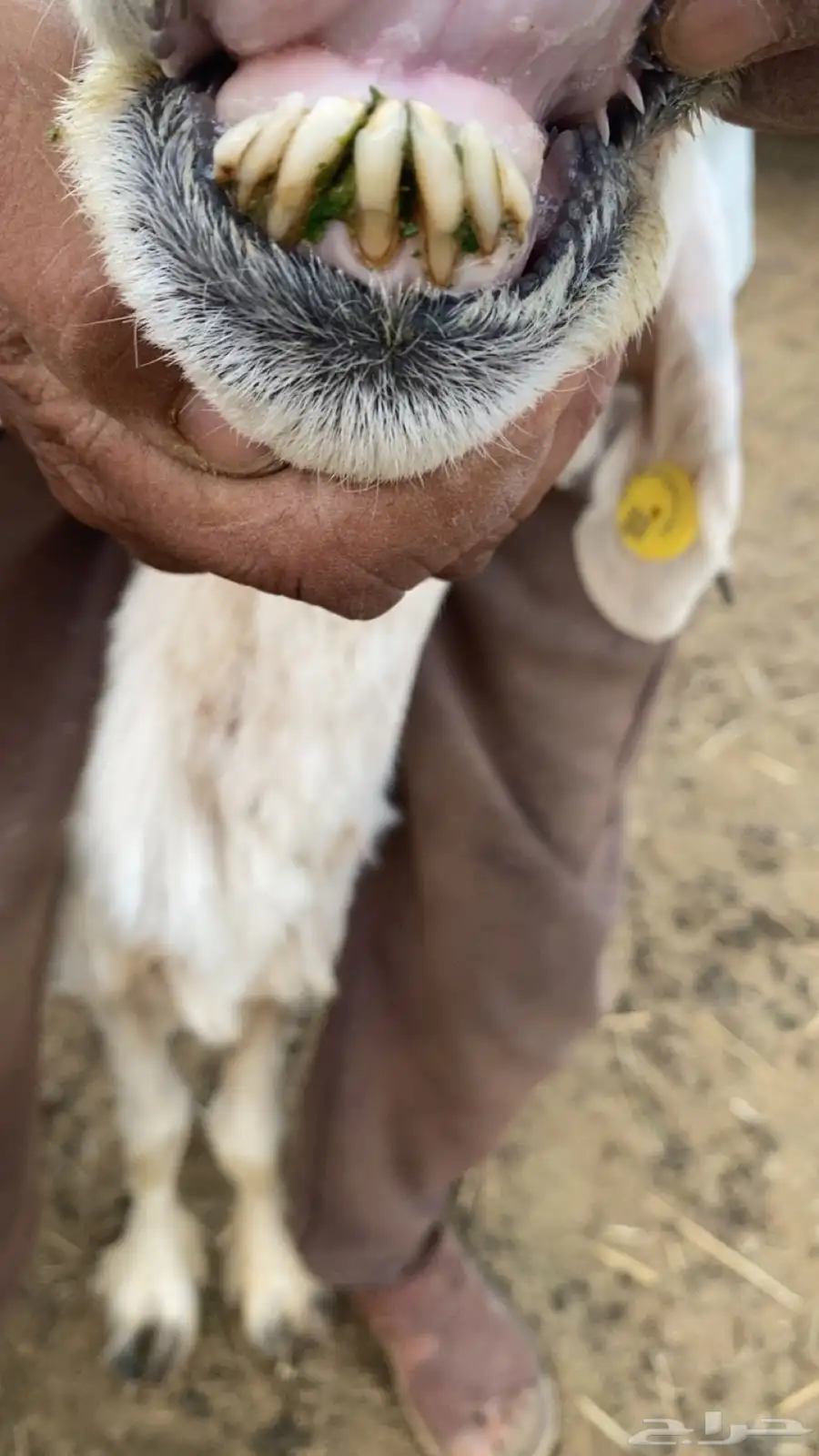 حريه 3