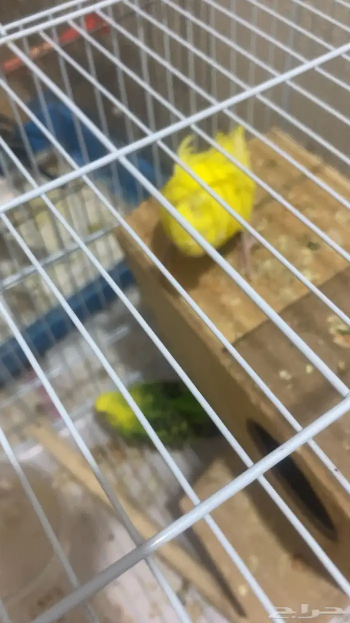 للبيع زوج بداجي مع عياله اثنين اذكر هوقو والانثى هولنديه 4