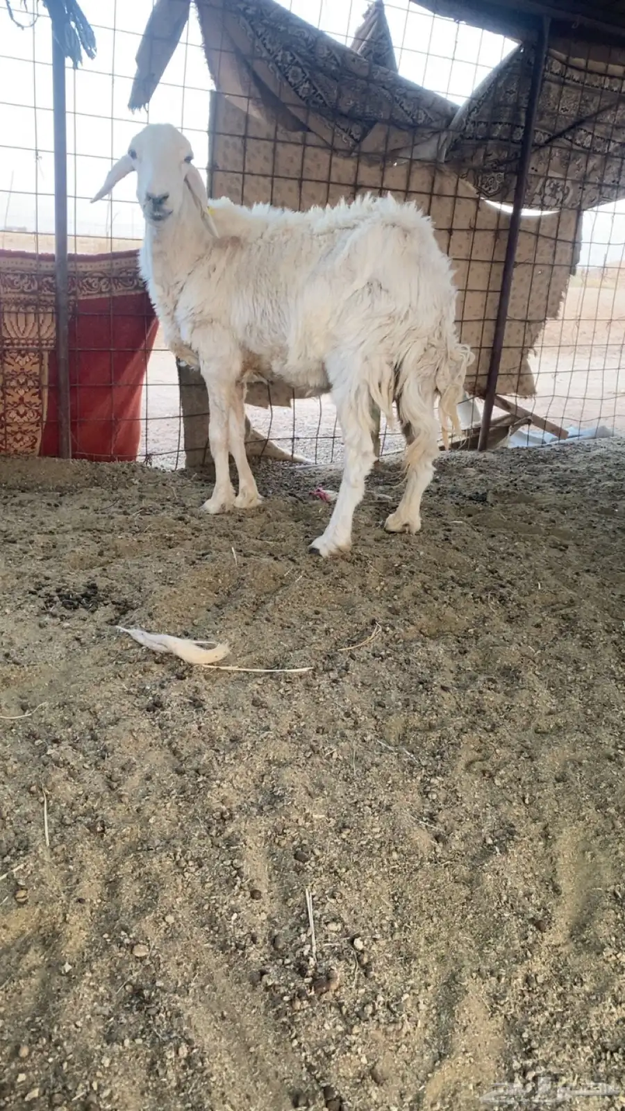 حريه 2
