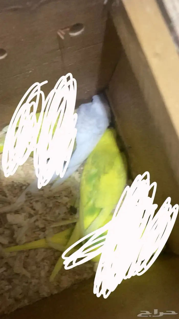 للبيع زوج بداجي مع عياله اثنين اذكر هوقو والانثى هولنديه 0