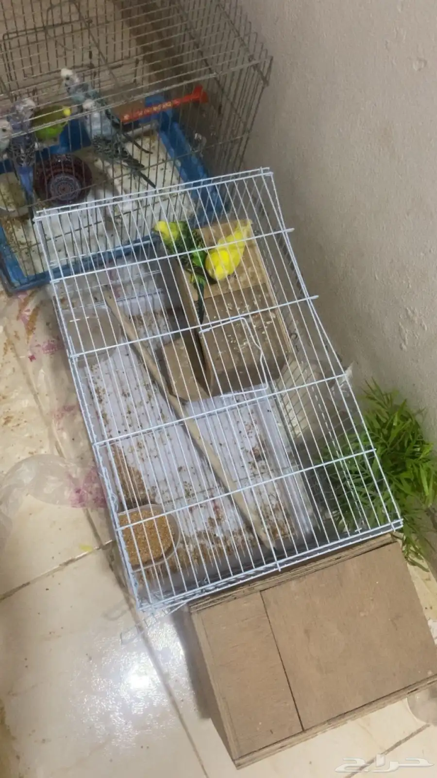 للبيع زوج بداجي مع عياله اثنين اذكر هوقو والانثى هولنديه 3