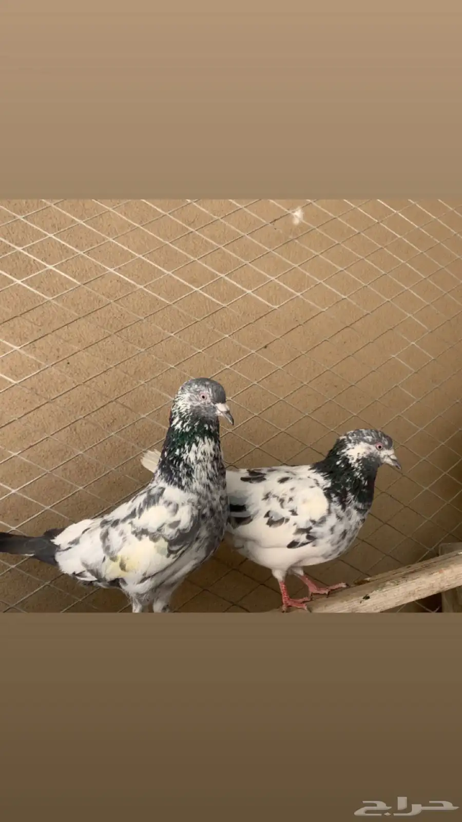 زوج حمام باكستاني على السوم 0
