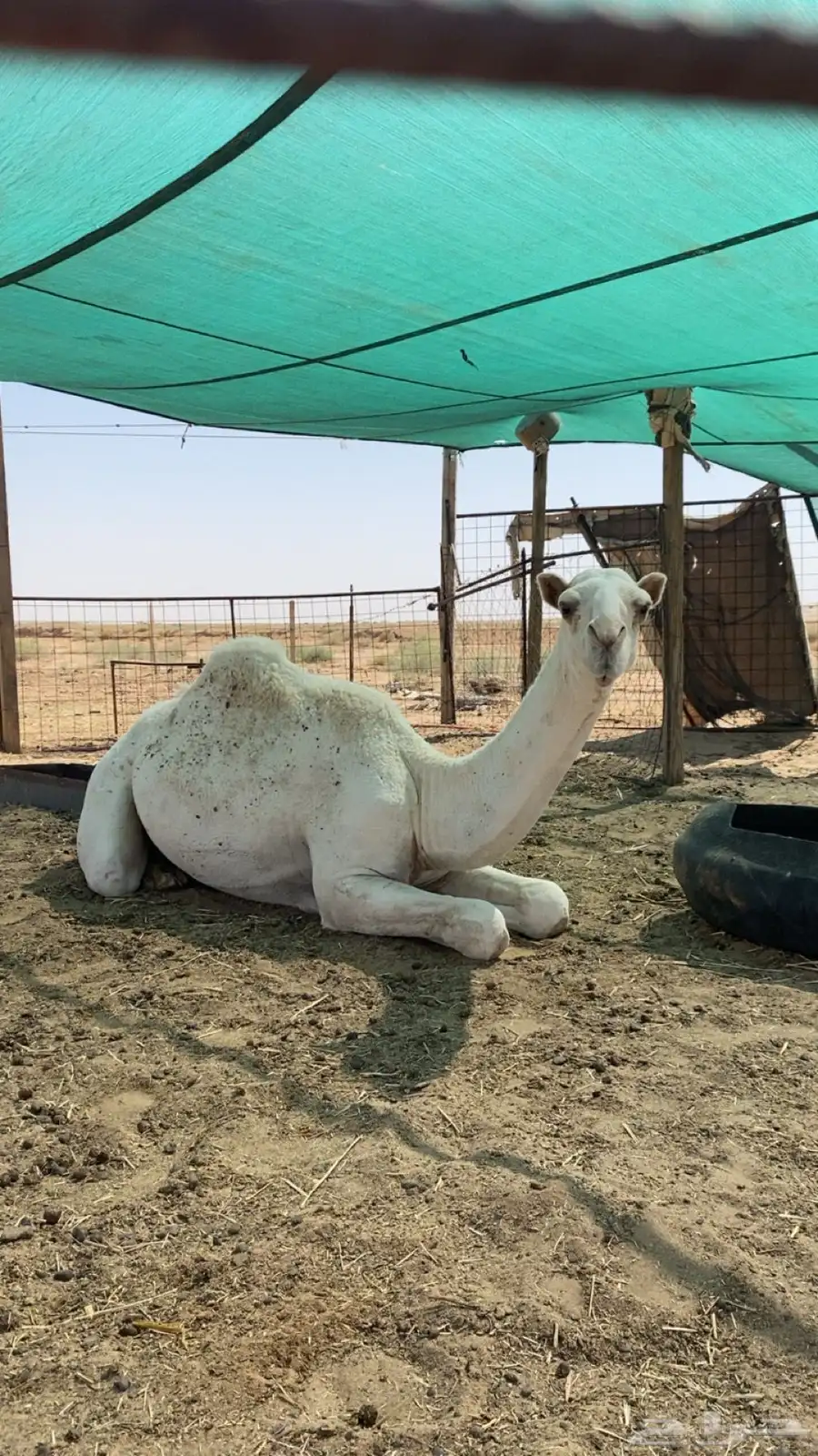 بكره حيسونيه 0