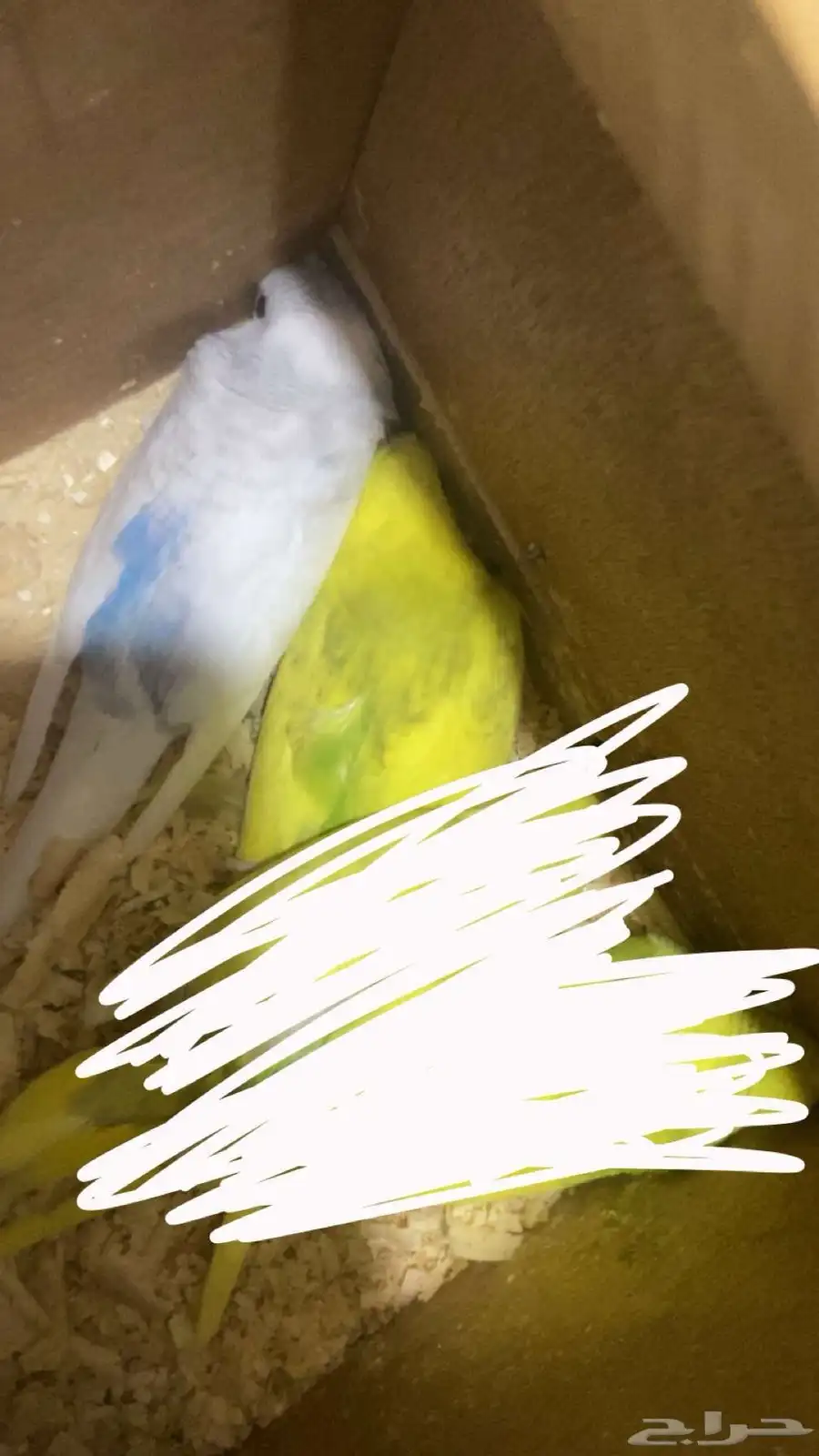 للبيع زوج بداجي مع عياله اثنين اذكر هوقو والانثى هولنديه 1