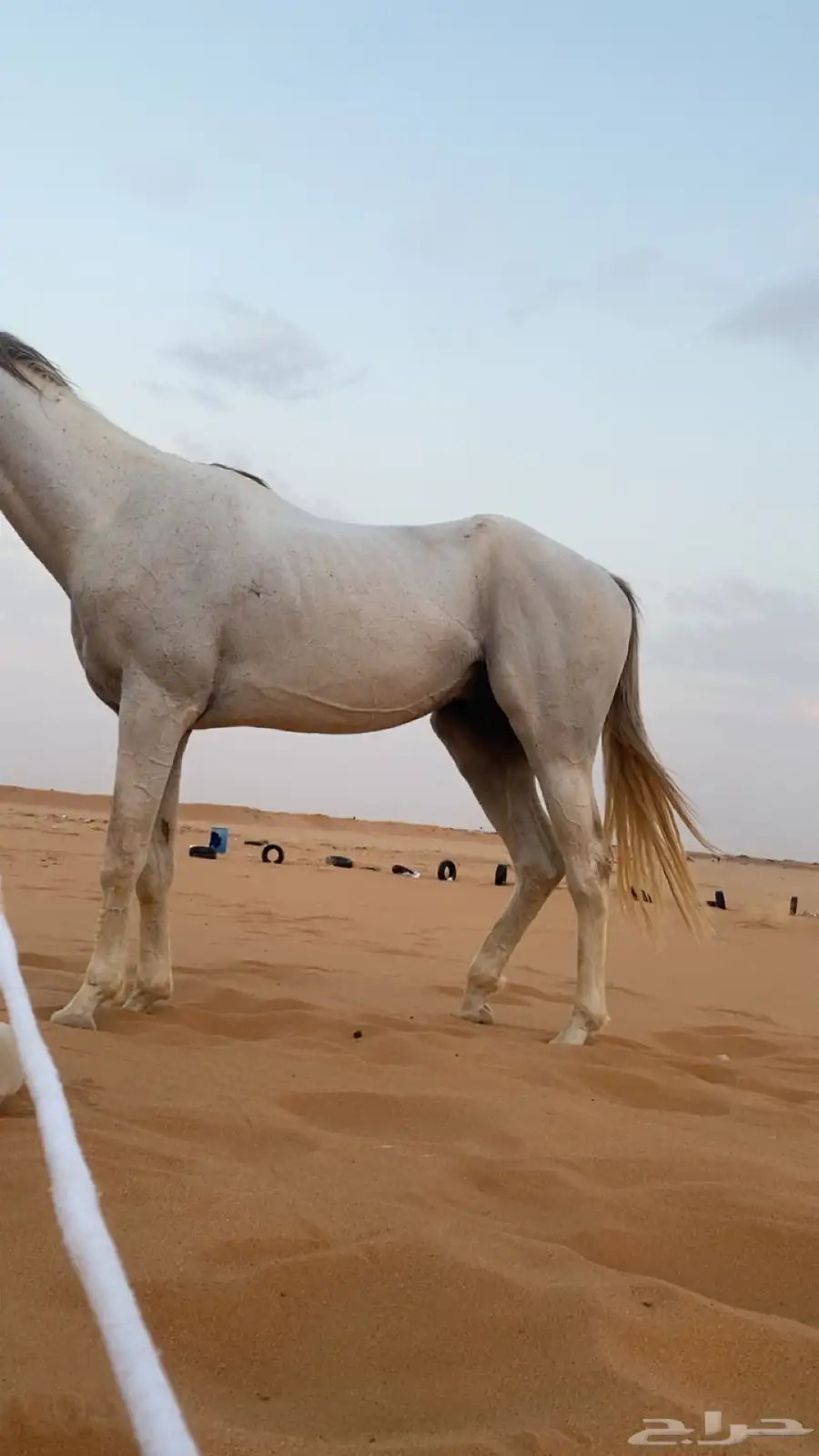 حصان شعبي ام شعبي أب عربي حصان سبوق محقق العمر 6 3
