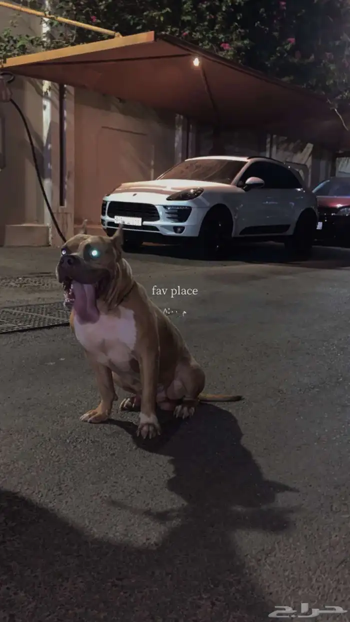 للتلقيح فقط American bully XL اميركان بولي 0