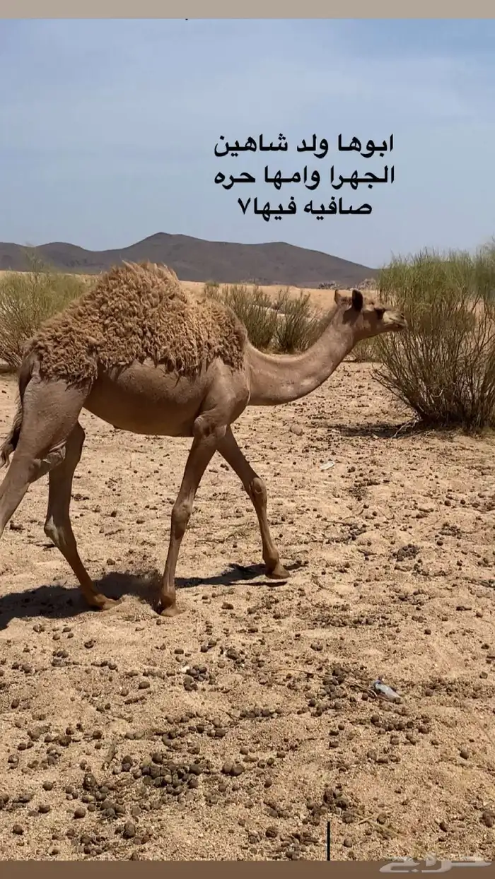 بكره طيب 0