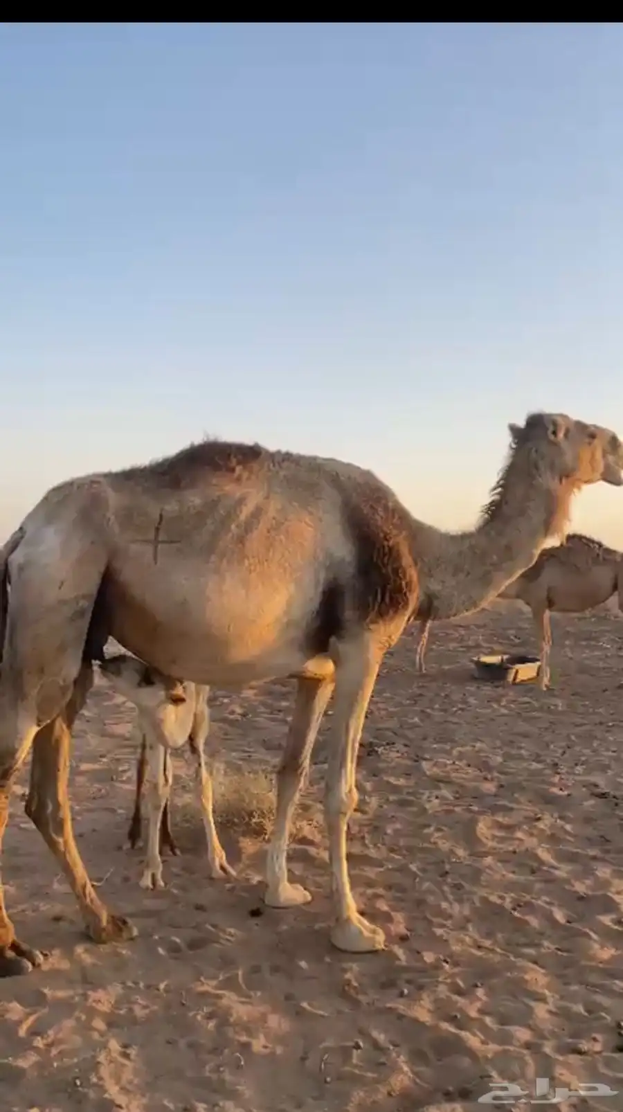 جنوب حائل 0
