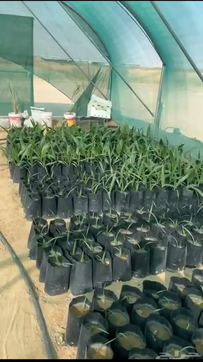 للبيع بالجمله شتلات مورينغا وسدر وشتلات منوعه 1