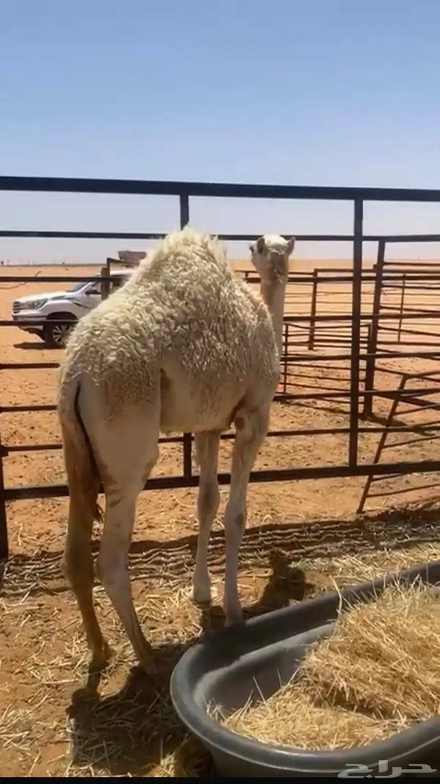 حاشيء عمره 6 شهور بري بري لباني 0