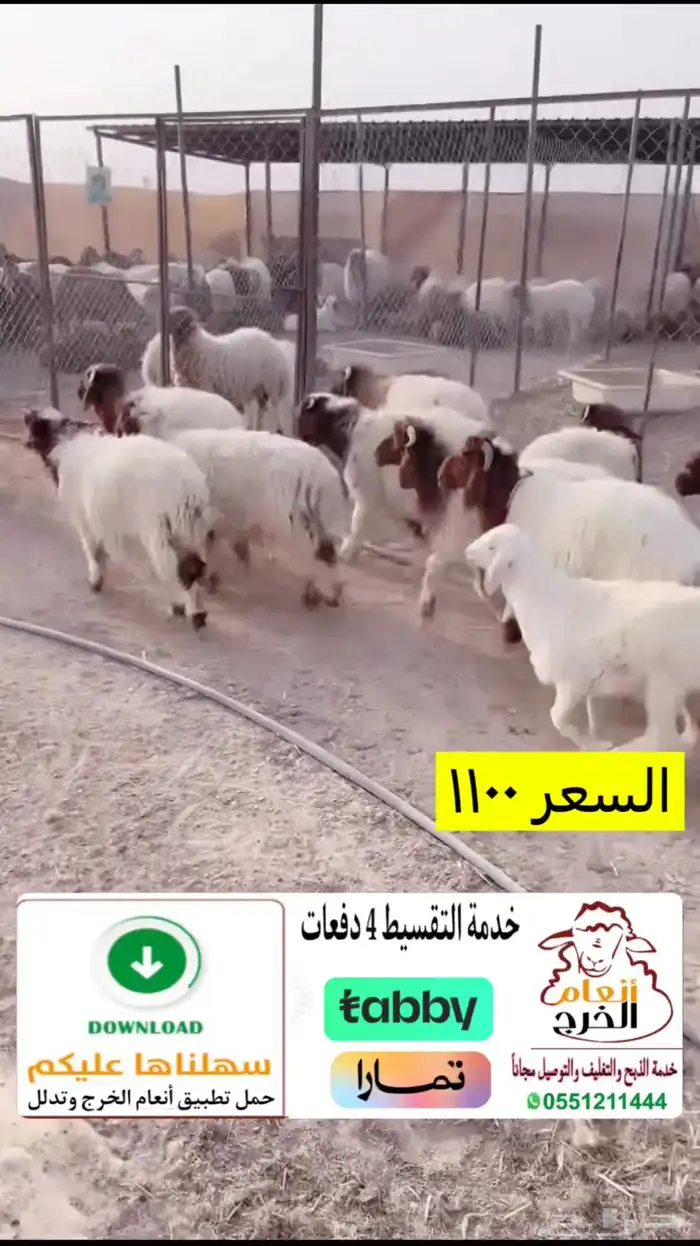 هرفي نعيمي 0