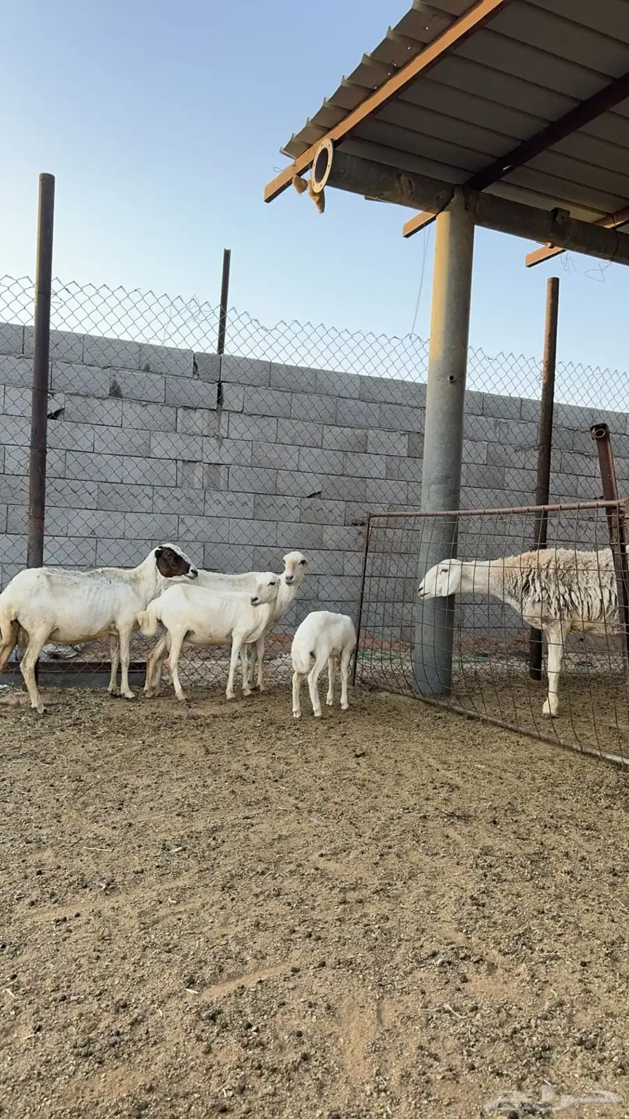 رفيديات 0