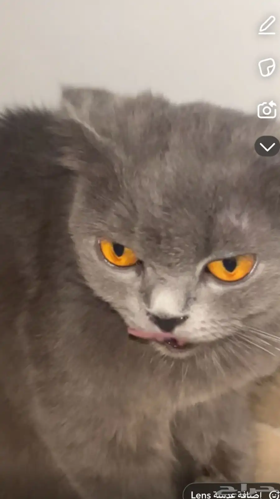 قطة للبيع 2