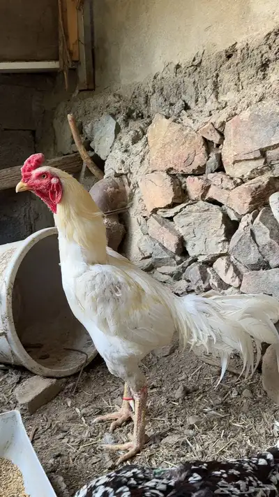 دجاج باكستاني فواخر للبيع 3