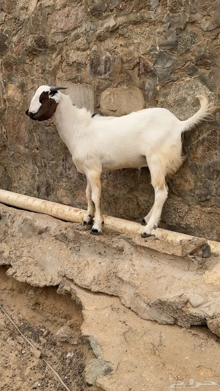 مشروع فحل بيشي 0