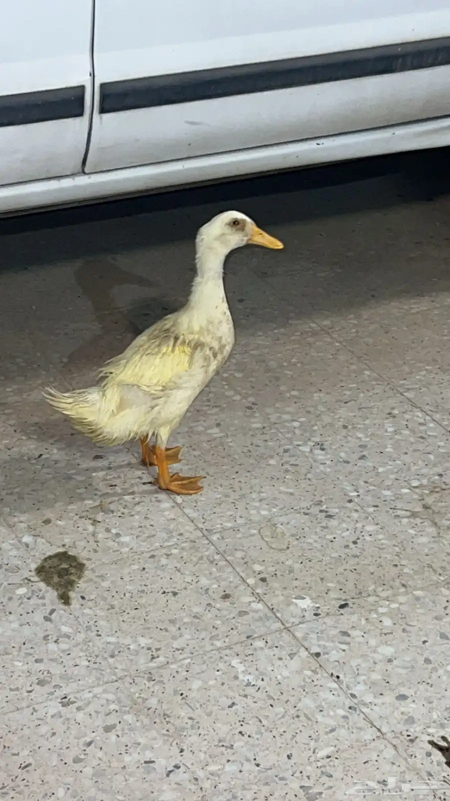 بطه 0