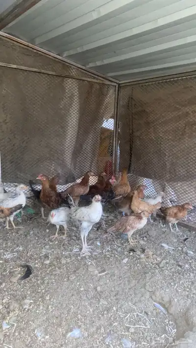 فروخ صغار بعمر 3 شهور إلى 4شهور 2